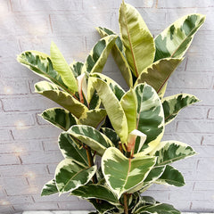 90 - 110cm Ficus Tineke 3 Stem Rubber Plant 27cm Pot House Plant House Plant