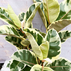 90 - 110cm Ficus Tineke 3 Stem Rubber Plant 27cm Pot House Plant House Plant