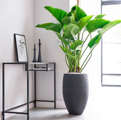 95 - 110cm Philodendron Green Beauty 30cm Pot House Plants