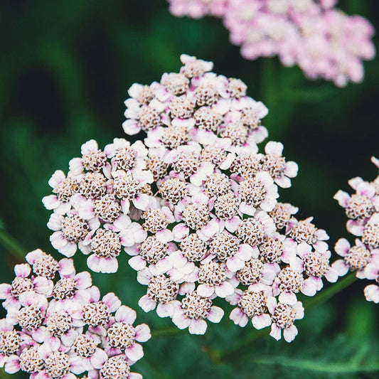 ACHILLEA sibirica Love Parade 9cm Pot Perennials