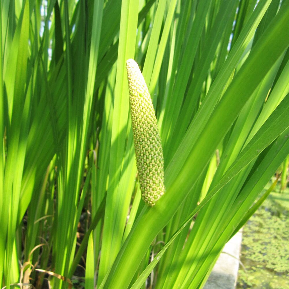 Acorus Calamus Aquatic Pond Plant - Sweet Flag Aquatic Plants