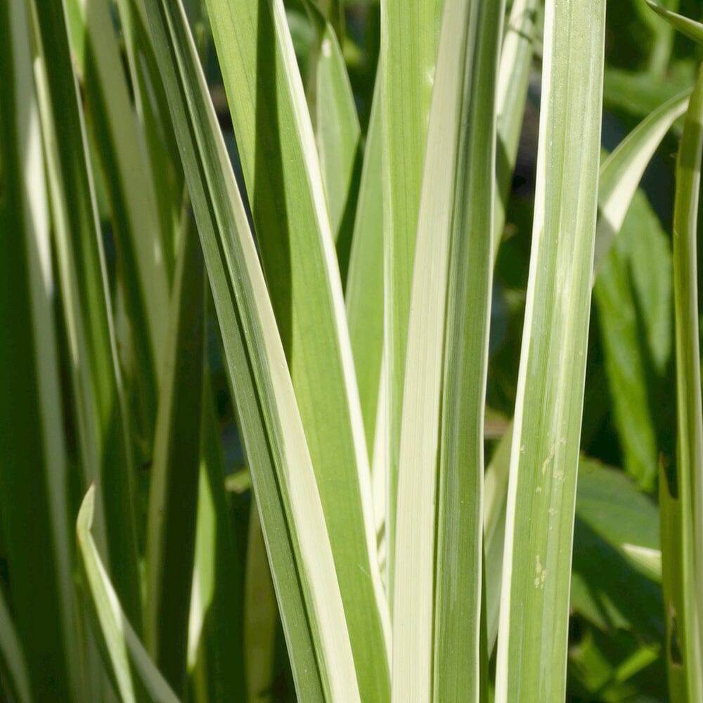 Acorus Calamus Variegatus Aquatic Pond Plant - Sweet Flag Aquatic Plants