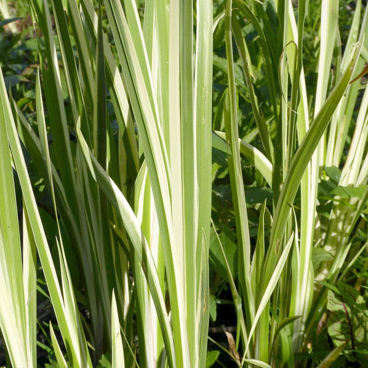 Acorus Calamus Variegatus Aquatic Pond Plant - Sweet Flag Aquatic Plants