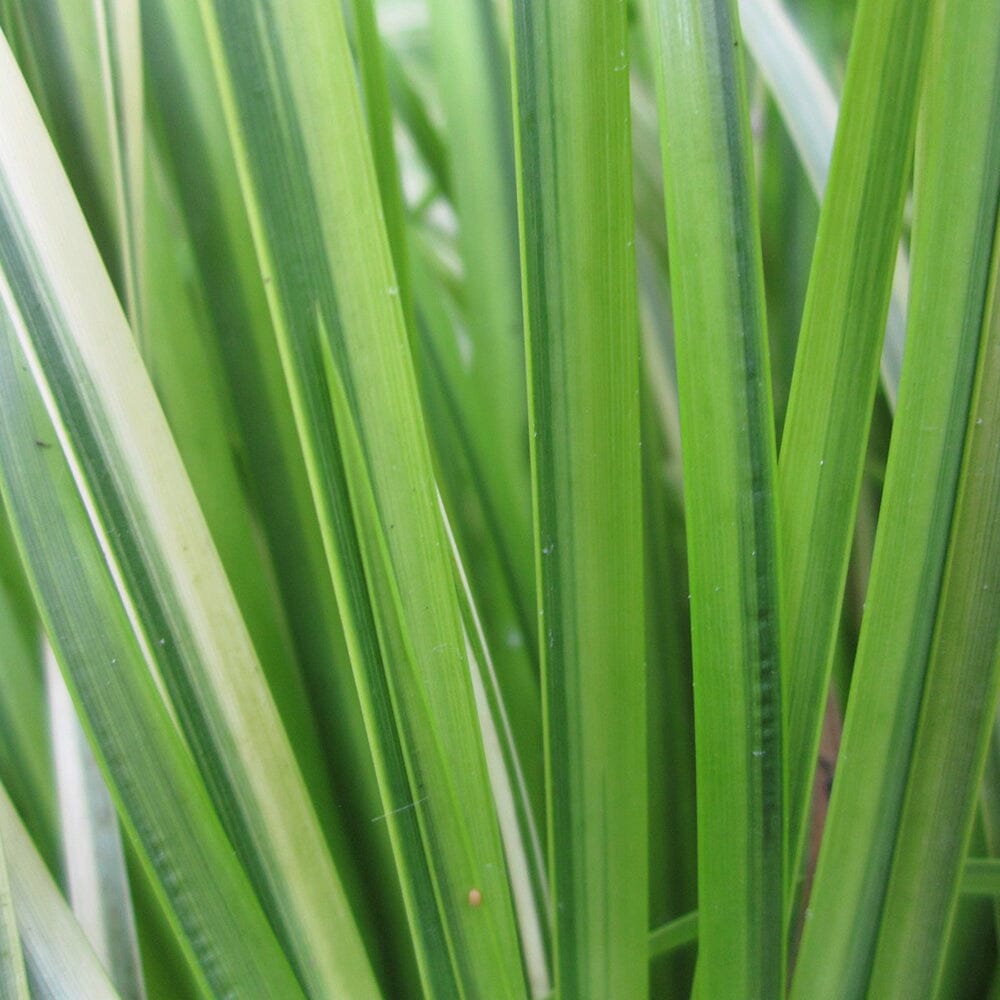 Acorus Gramineus Variegatus Aquatic Pond Plant - Sweet Flag Aquatic Plants