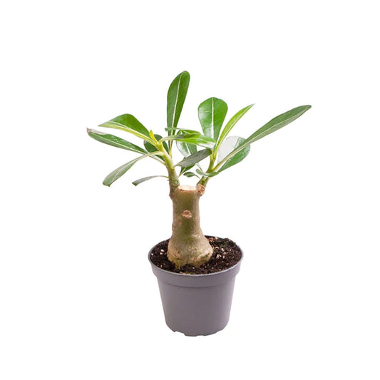 Adenium Obesum Desert Rose House Plant 6cm Pot House Plant