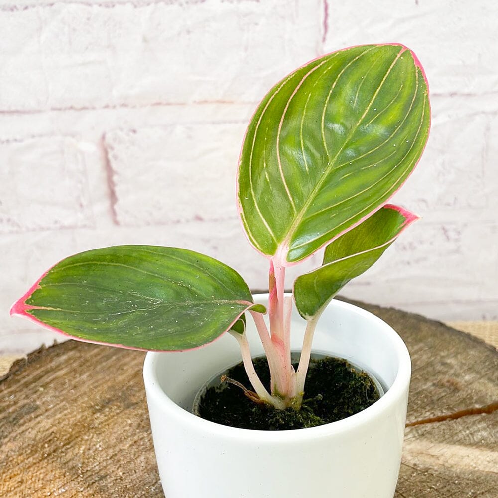 Aglaonema Lipstick Chinese Evergreen House Plant 6cm Pot House Plant