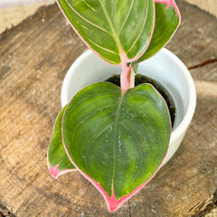 Aglaonema Lipstick Chinese Evergreen House Plant 6cm Pot House Plant