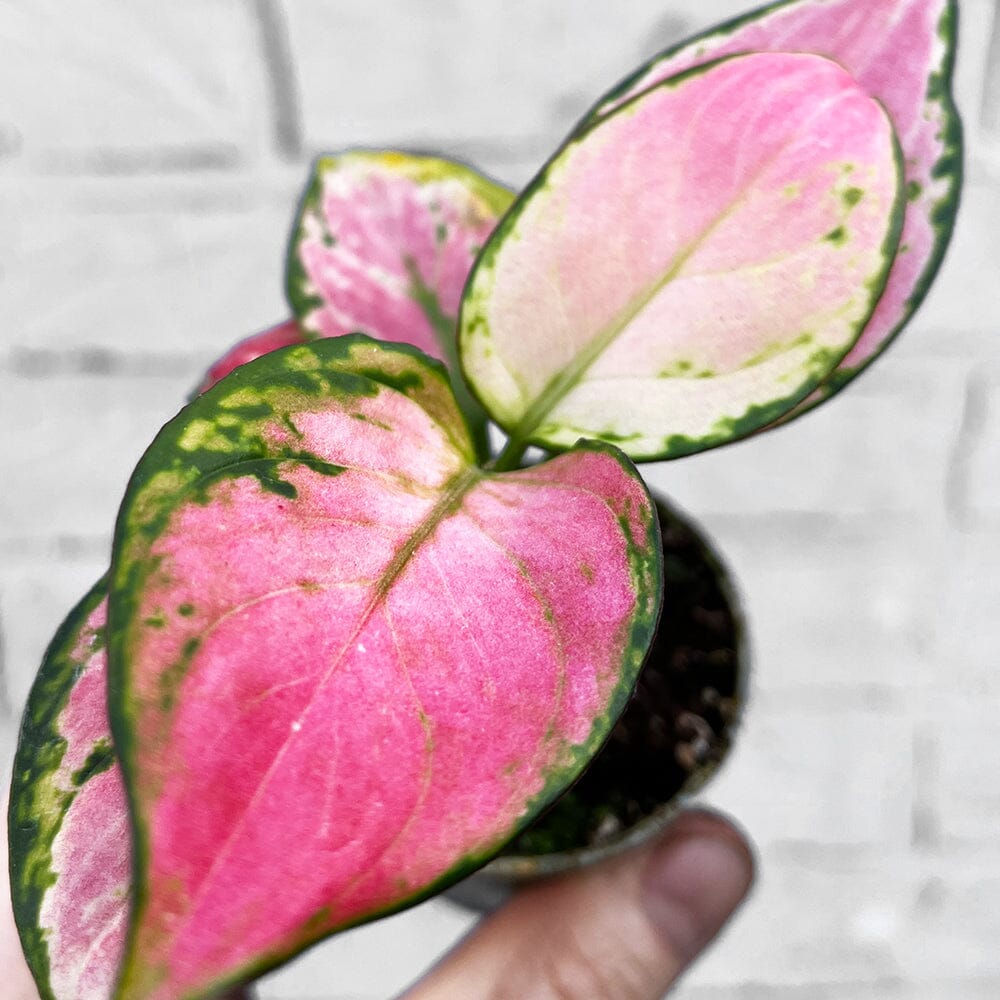 Aglaonema Red Zirkon Chinese Evergreen House Plant 6cm Pot House Plant