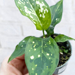 Aglaonema Snowflake Chinese Evergreen House Plant 6cm Pot House Plant