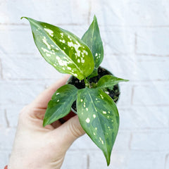 Aglaonema Snowflake Chinese Evergreen House Plant 6cm Pot House Plant