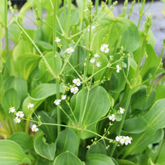 Alisma Parviflorum Aquatic Pond Plant - American Water Plantain Aquatic Plants