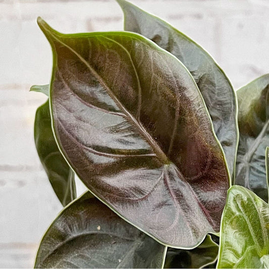 Alocasia Azlanii Elephant Ear House Plant 6cm Pot House Plant