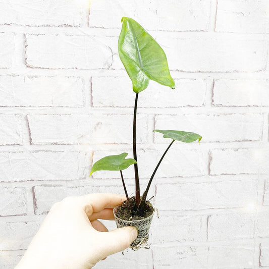 Alocasia Black Stem Zebrina Baby House Plant in 6cm Net House Plant