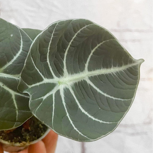 Alocasia Black Velvet Elephant Ear House Plant 6cm Pot House Plant