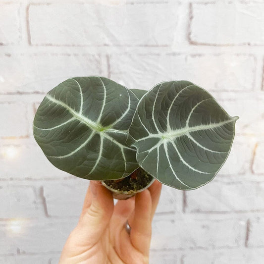 Alocasia Black Velvet Elephant Ear House Plant 6cm Pot House Plant