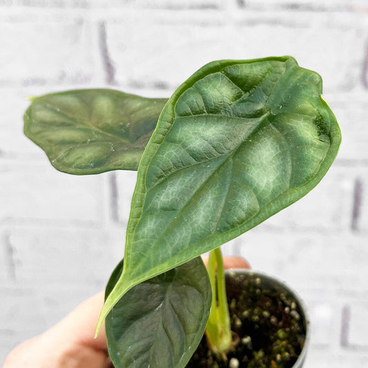 Alocasia Dragon Scale Elephant Ear House Plant 6cm Pot House Plant