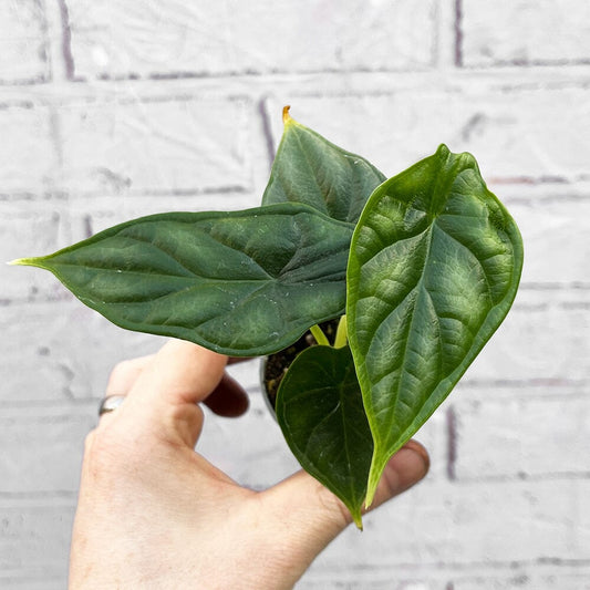 Alocasia Dragon Scale Elephant Ear House Plant 6cm Pot House Plant