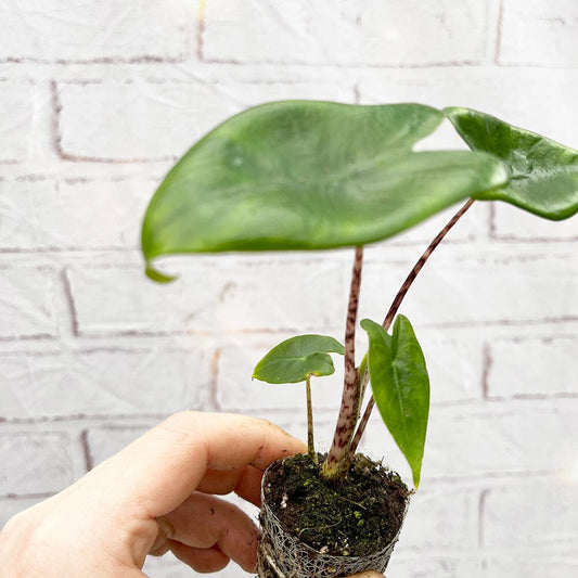 Alocasia Zebrina Baby House Plant in 6cm Net House Plant