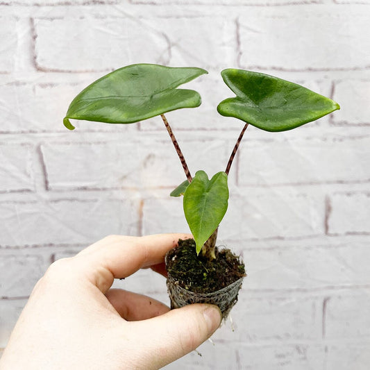 Alocasia Zebrina Baby House Plant in 6cm Net House Plant