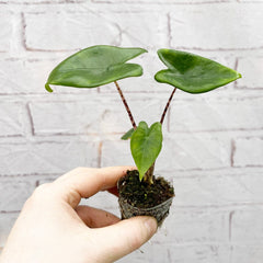 Alocasia Zebrina Baby House Plant in 6cm Net House Plant