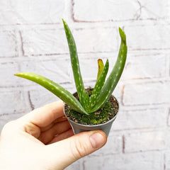 Aloe Vera 6cm Baby House Plant House Plant