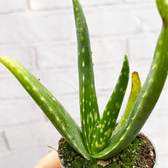 Aloe Vera 6cm Baby House Plant House Plant