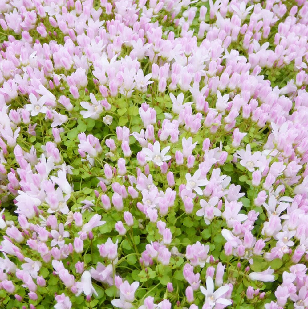 Anagallis Tenella Aquatic Pond Plant - Water Speedwell Aquatic Plants