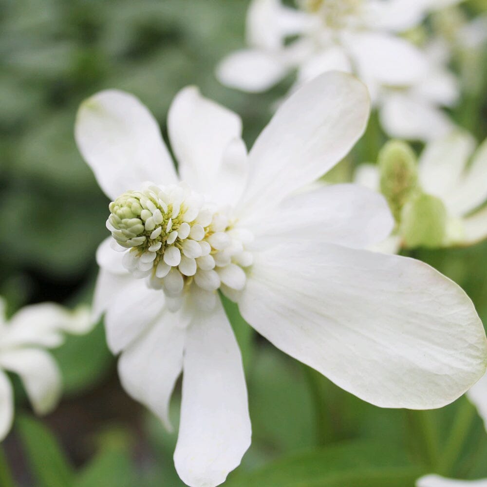 Anemopsis Californicum Aquatic Pond Plant - Yerba Mansa Aquatic Plants