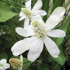 Anemopsis Californicum Aquatic Pond Plant - Yerba Mansa Aquatic Plants