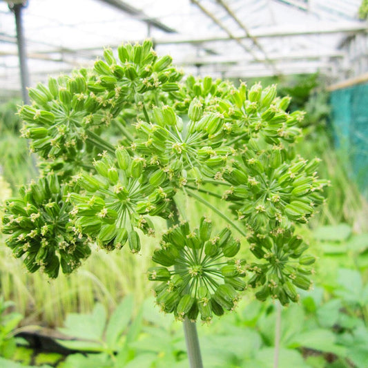 Angelica Archangelica Aquatic Pond Plant - Wild Celery Aquatic Plants