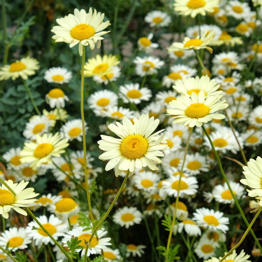 ANTHEMIS tinctoria Sauce Hollandaise 9cm Pot Perennials