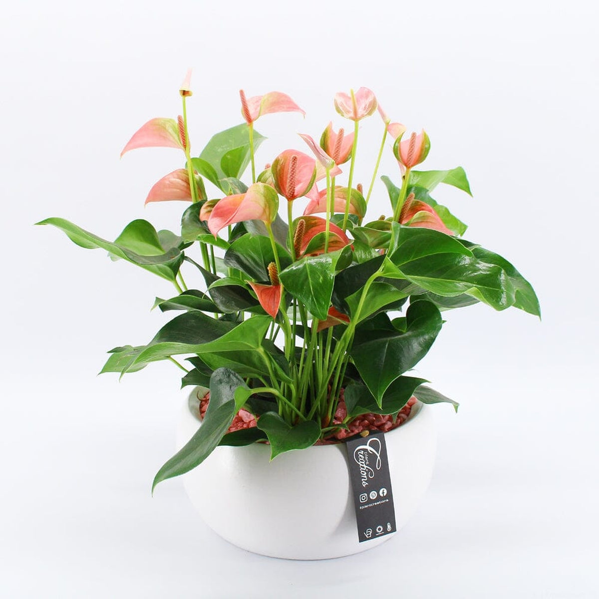 Anthurium Ceramic Arrangement 28cm Pot Added Value