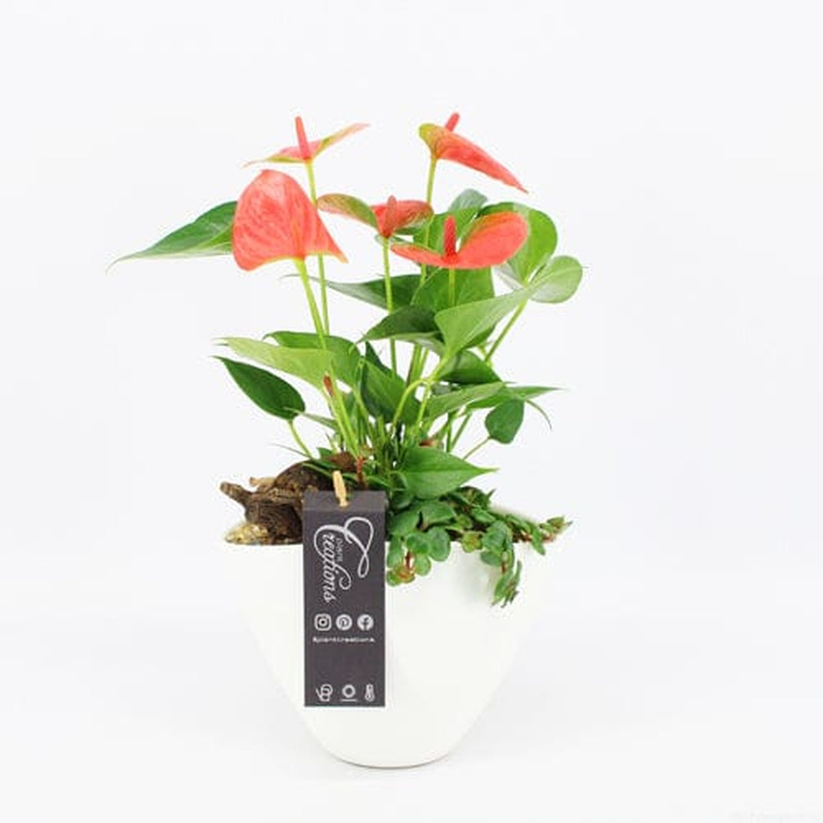 Anthurium Mix Creamic Arrangement 19cm Pot House Plant Accessories