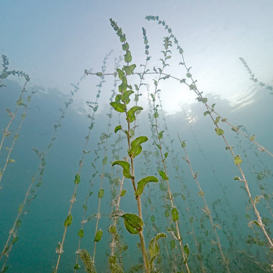 Aquatic Pond Plant - Clasping Leaf Pondweed Aquatic Plants