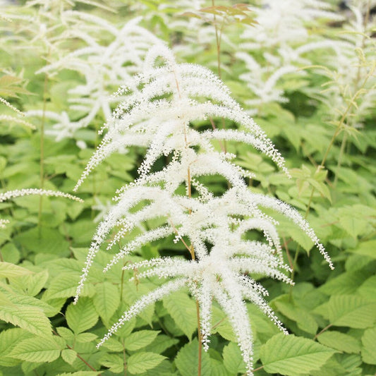 Aruncus Sylvester Aquatic Pond Plant - Goat's Beard Aquatic Plants