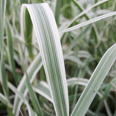 Arundo Donax Variegata Aquatic Pond Plant - Variegated Giant Reed Aquatic Plants