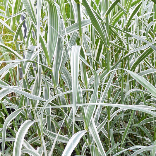 Arundo Donax Variegata Aquatic Pond Plant - Variegated Giant Reed Aquatic Plants