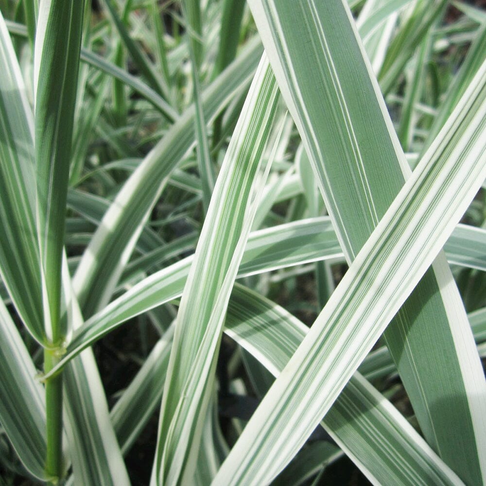 Arundo Donax Variegata Aquatic Pond Plant - Variegated Giant Reed Aquatic Plants