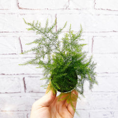 Asparagus Plumosus Fern House Plant 6cm Pot House Plant