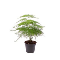 Asparagus Plumosus Fern House Plant 6cm Pot Potted Houseplants