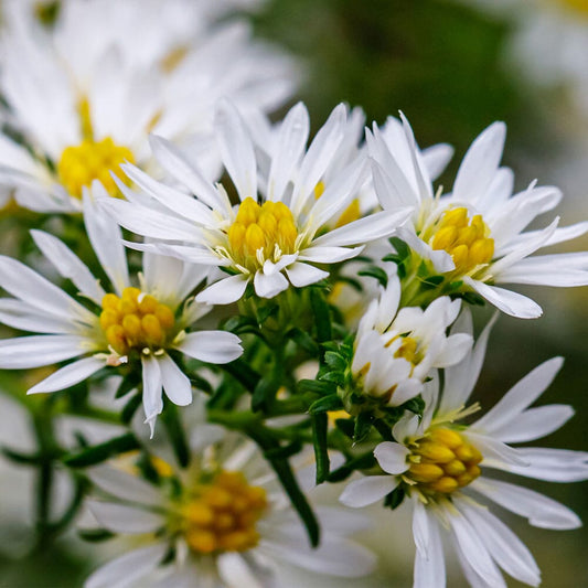 ASTER ager. Ashvi 9cm Pot Perennials