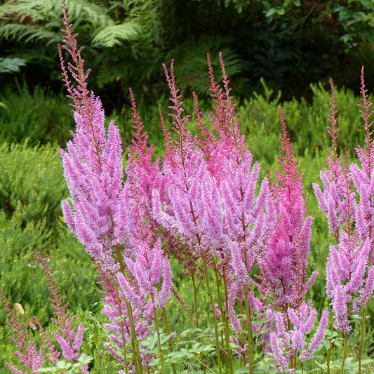 ASTILBE chinensis pumila 9cm Pot Perennials