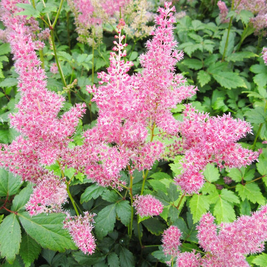 Astilbe Pink Aquatic Pond Plant - False Goat's Beard Aquatic Plants