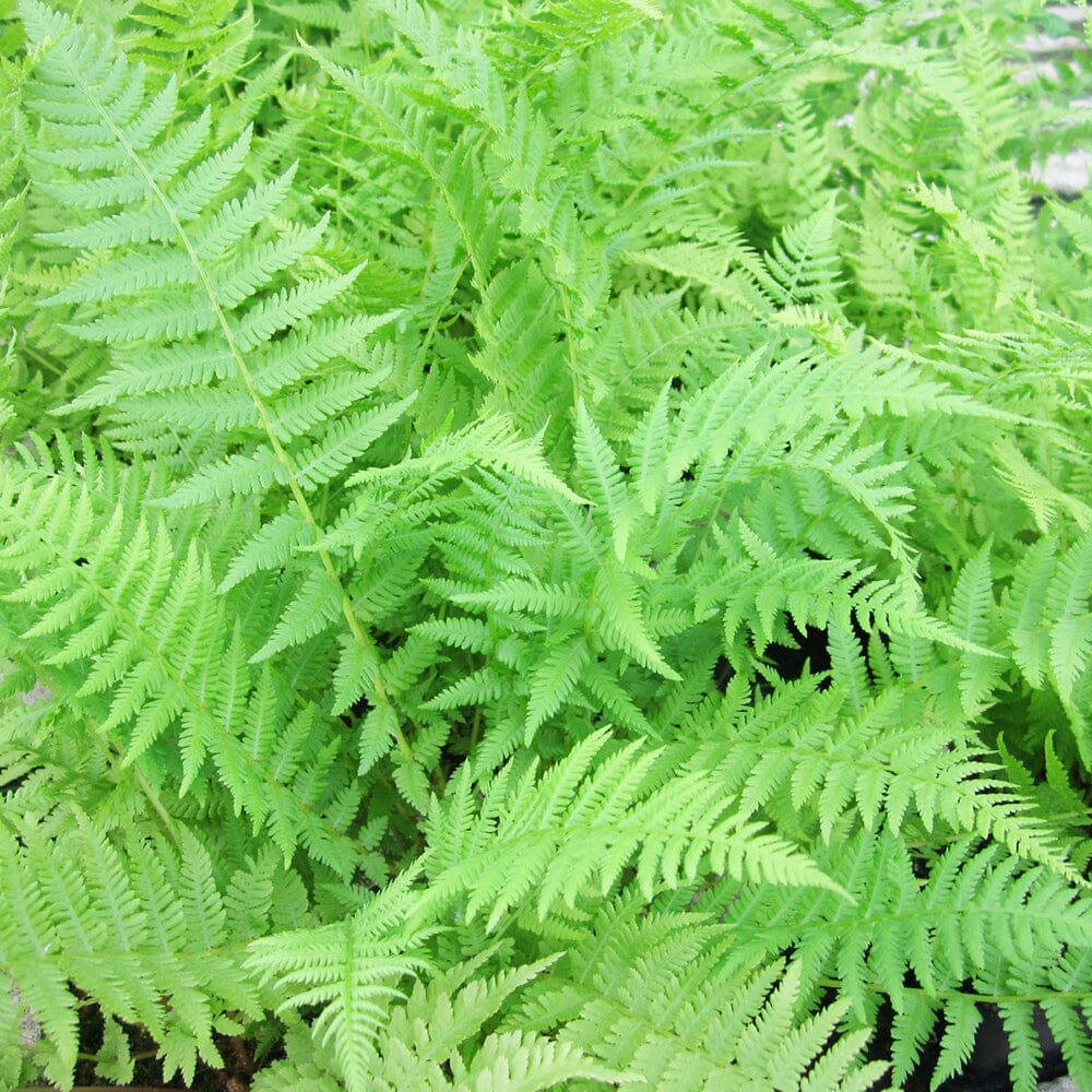 Athyrium Filix Femina Aquatic Pond Plant - Lady Fern Aquatic Plants