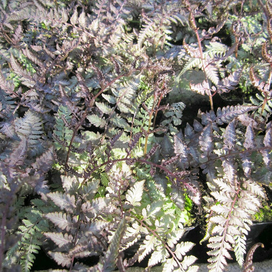 Athyrium Niponicum Metallicum Aquatic Pond Plant - Japanese Painted Fern Aquatic Plants