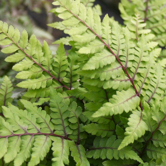 Athyrium Otophorum Var Okanum Aquatic Pond Plant - Eared Lady Fern Aquatic Plants