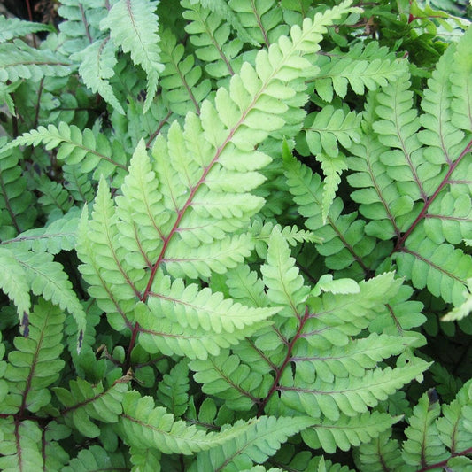 Athyrium Otophorum Var Okanum Aquatic Pond Plant - Eared Lady Fern Aquatic Plants