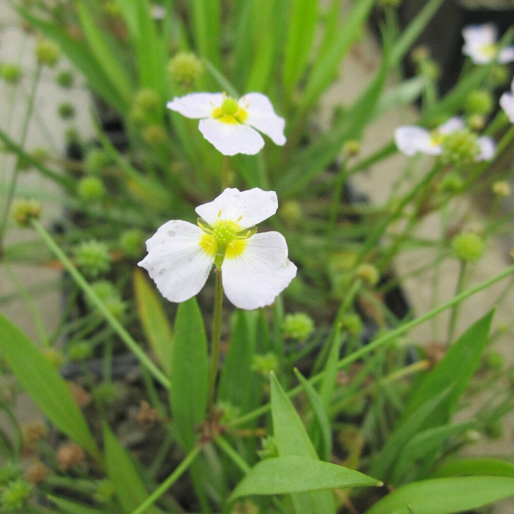 Baldellia Ranunculoides Aquatic Pond Plant - Lesser Water Plantain Aquatic Plants