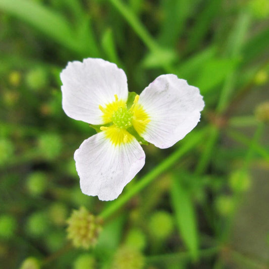 Baldellia Ranunculoides Aquatic Pond Plant - Lesser Water Plantain Aquatic Plants