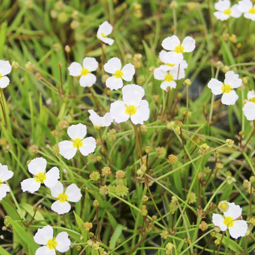 Baldellia Ranunculoides Aquatic Pond Plant - Lesser Water Plantain Aquatic Plants